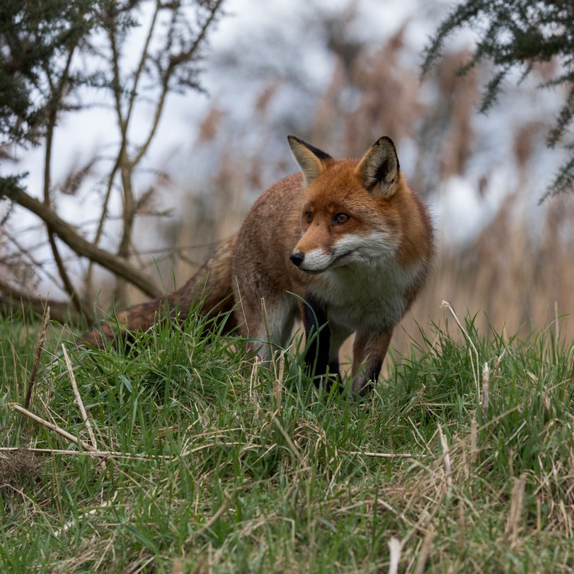 British Wildlife Centre