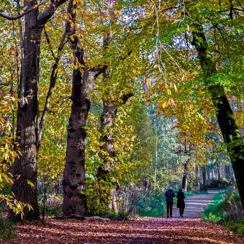Delamere Forest Delamere Forest
