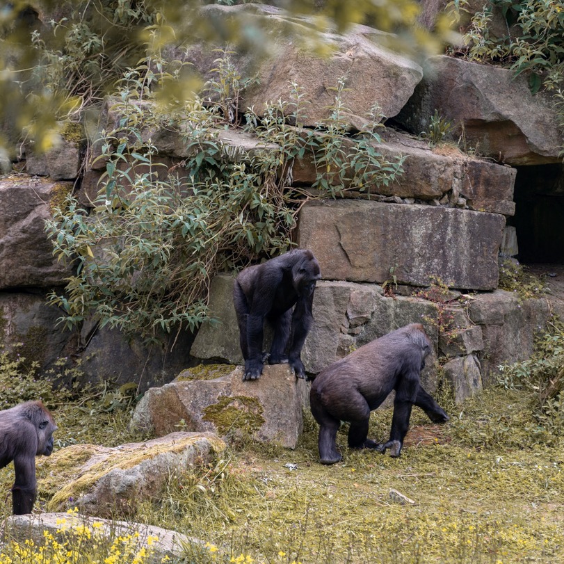 Blackpool Zoo Blackpool Zoo