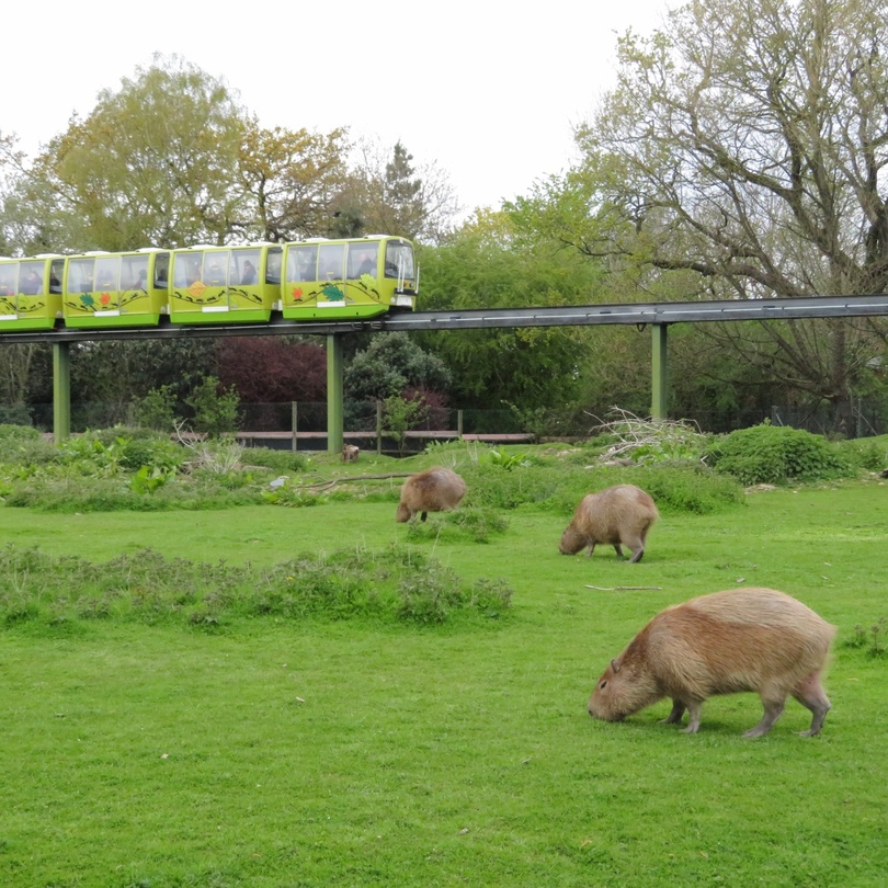Chester Zoo Chester Zoo